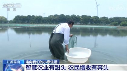江蘇昆山：智慧農業有甜頭 農民增收有奔頭